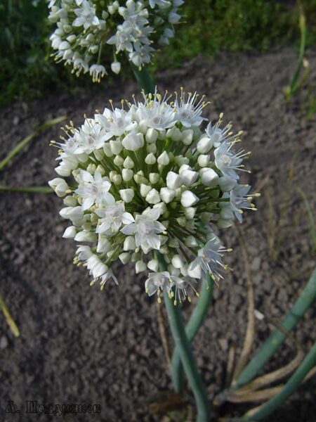 Жабайы сарымсақ (Allium ursinum)