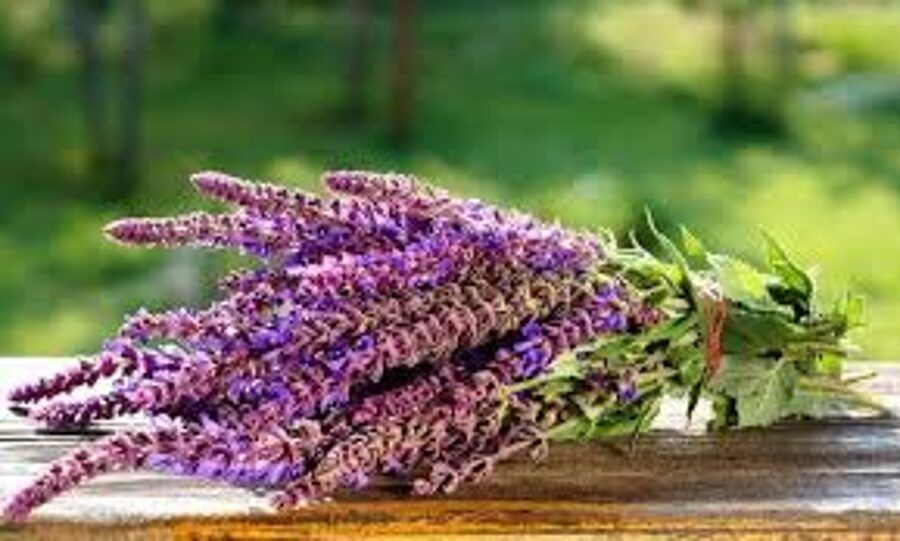 Емдік шалфей (Salvia officinalis)