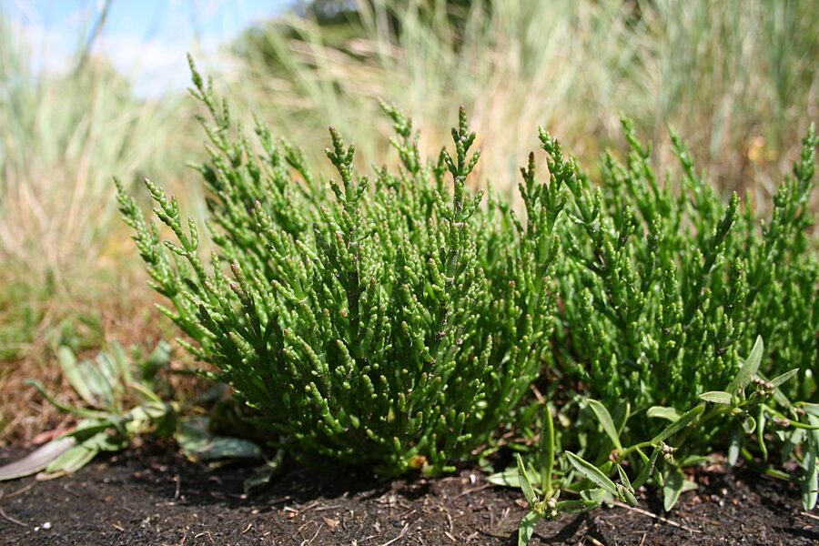 Сораң (Salsola) 